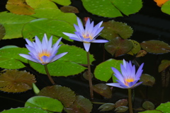 スイレンの花が見頃＃３