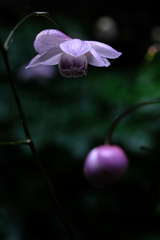 森の妖精・レンゲショウマ#3