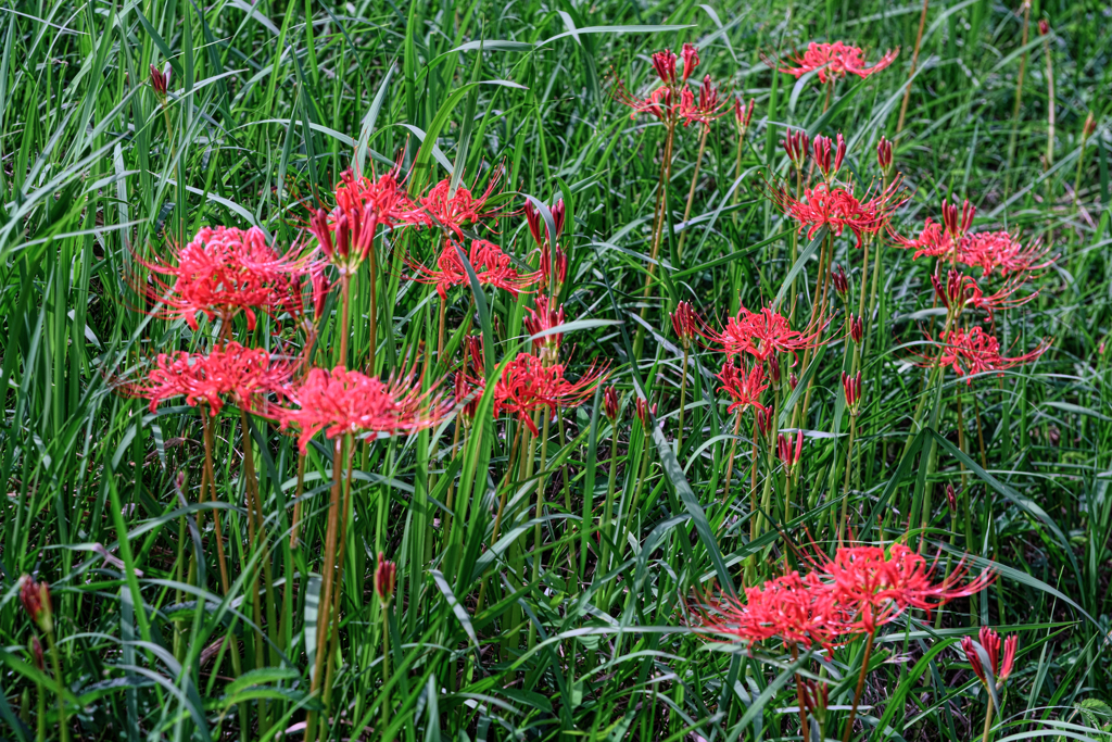 咲き始めた紅い彼岸花＃６