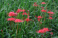 咲き始めた紅い彼岸花#6