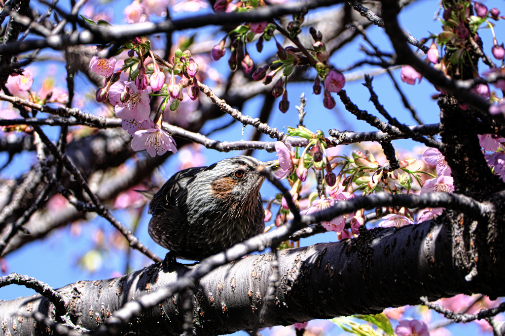 河津桜とヒヨドリさん＃１