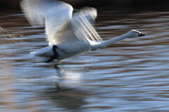 顔を狙いながら流し撮りを・・・・