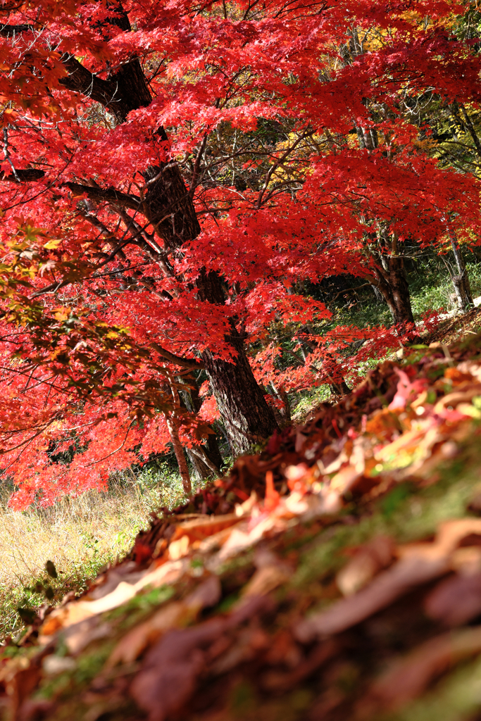 静けさ漂うタカドヤ湿地の紅葉＃６