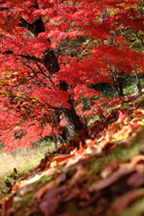 静けさ漂うタカドヤ湿地の紅葉#6