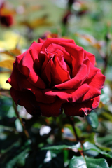 ミササガパークの薔薇が見頃＃１