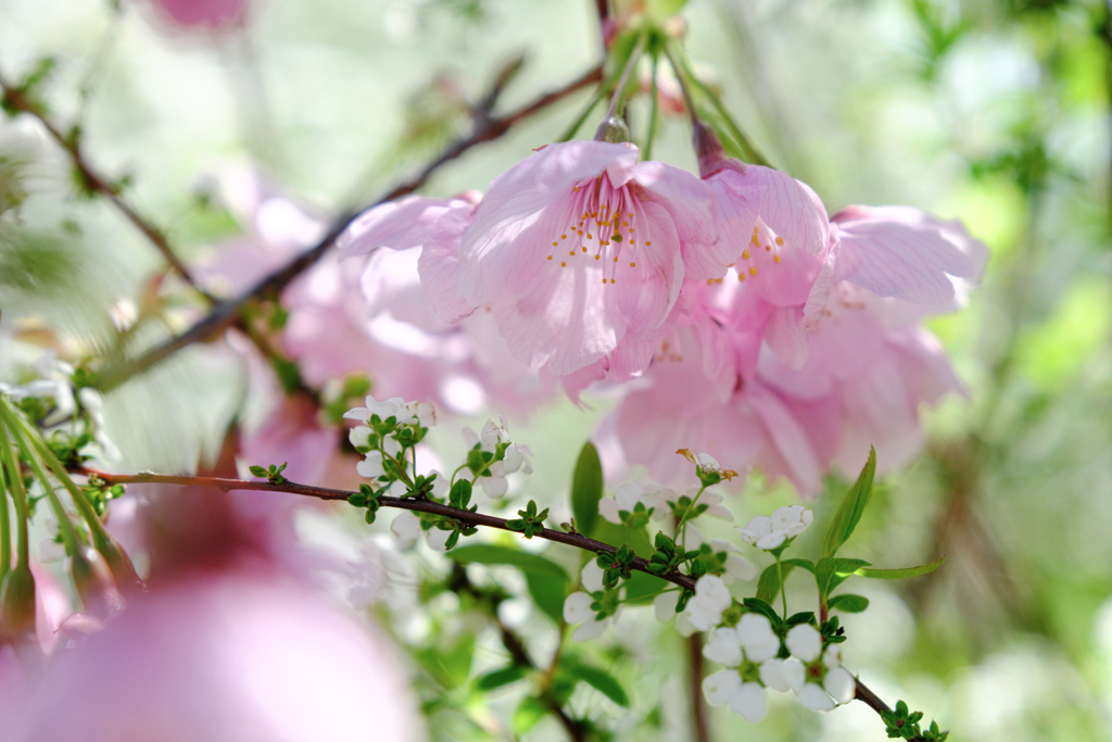 やっと咲き始めた枝垂れサクラ＃６