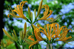 咲き初めはピンクから#3