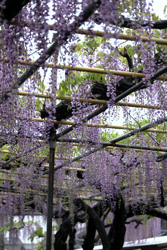 地元の藤園ロケハン＃６