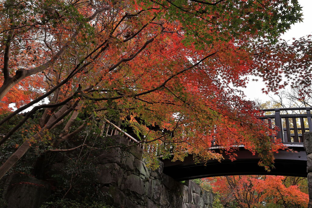 今シーズンラストの紅葉撮影＃２