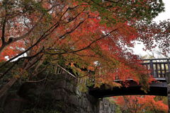 今シーズンラストの紅葉撮影＃２