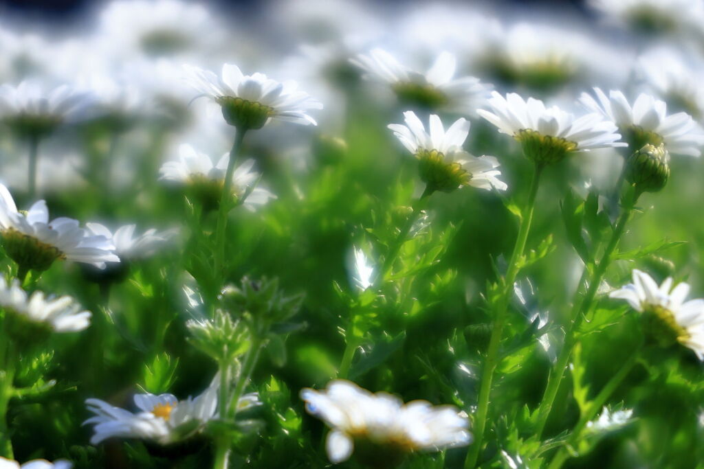 サクラから次の花へ移り変わり＃９