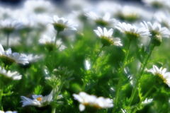 サクラから次の花へ移り変わり＃９