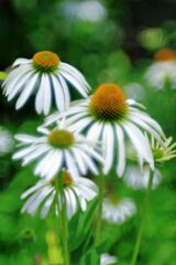 梅雨の晴れ間に出会った花たち＃７