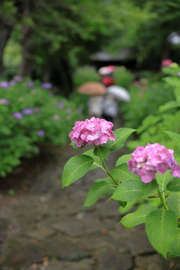 雨降りの紫陽花と本光寺＃１