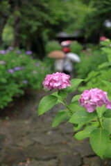 雨降りの紫陽花と本光寺＃１
