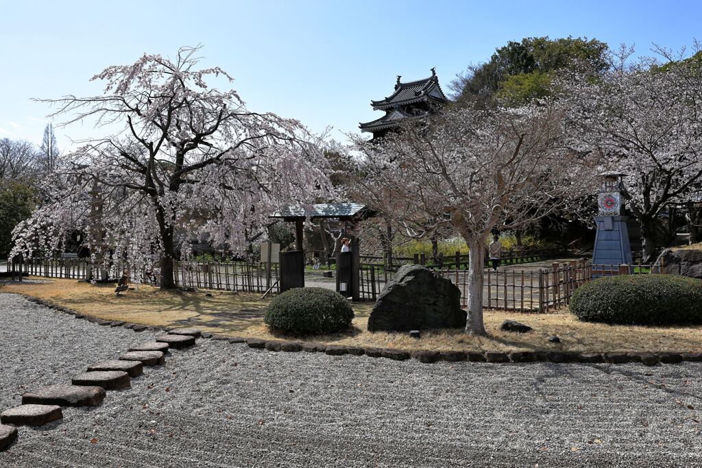 見頃の西尾歴史公園サクラ＃６