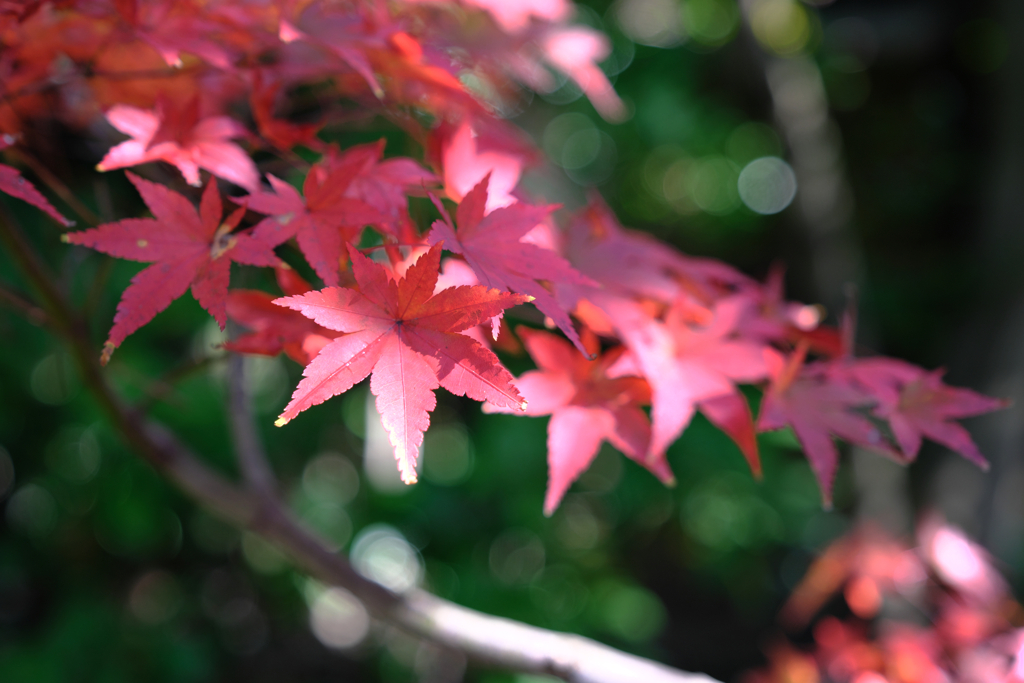 近所のお寺の紅葉ロケハン＃６