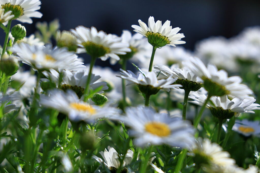 サクラから次の花へ移り変わり＃１０