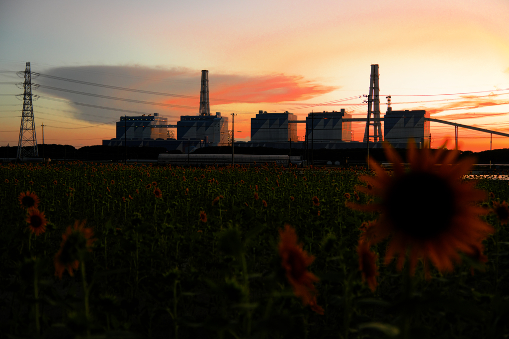 夕景のヒマワリと火力発電所・リベンジ撮影＃９