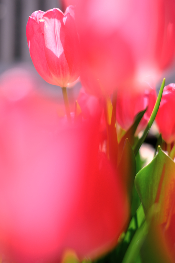 春はウキウキ花の季節＃１０