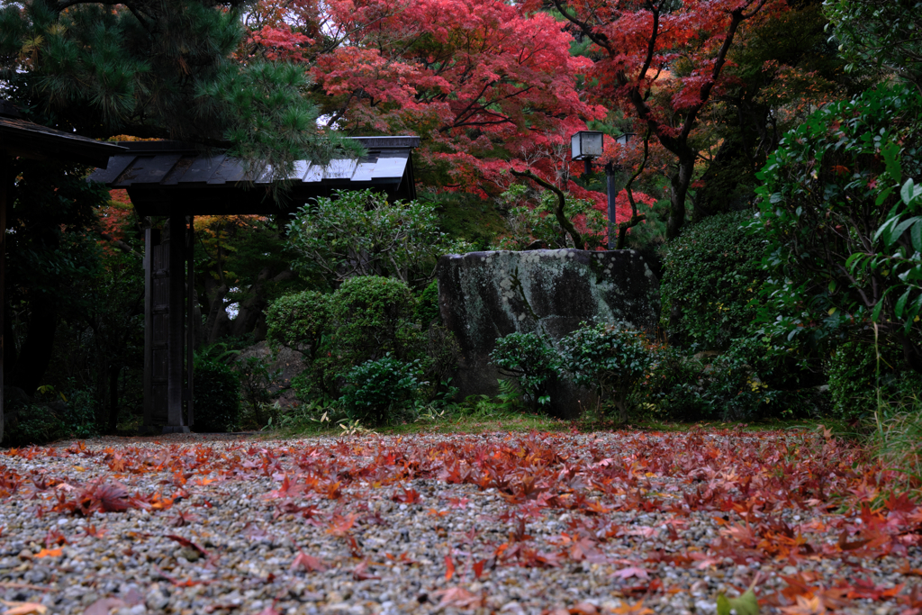 敢えて雨降りの紅葉撮影＃２