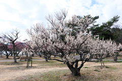 岡崎南公園の梅の花＃３
