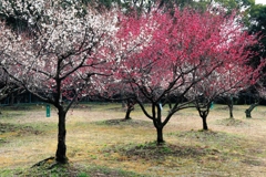 まだ見頃を迎えない梅の花たち＃６