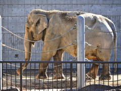 岡崎東公園の動物たち＃１