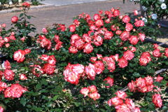 ミササガパーク薔薇が見頃＃６