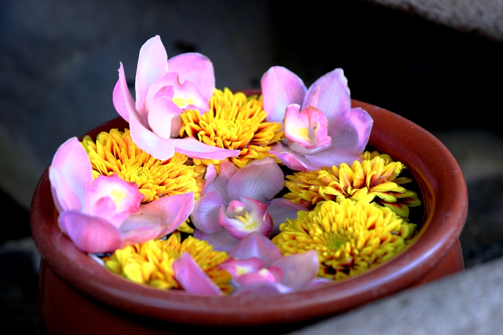 岡崎・菅生神社の花手水＃４