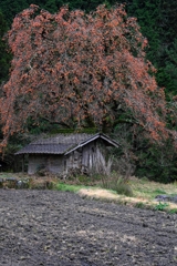 長野県根羽村・黒地の柿木#10