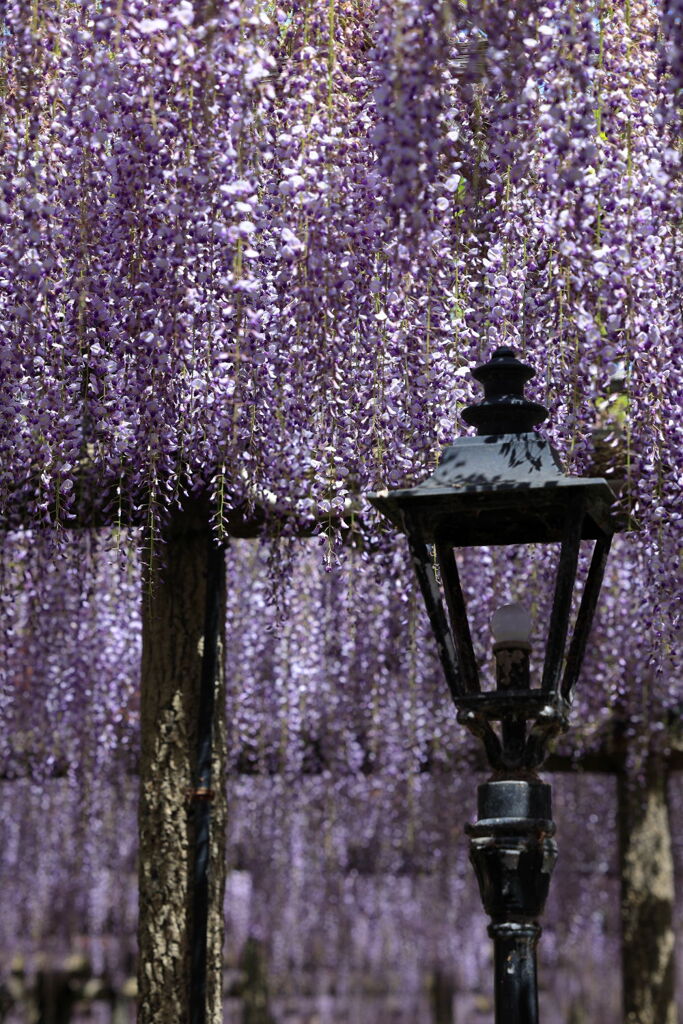 津島市・天王川の藤の花＃７