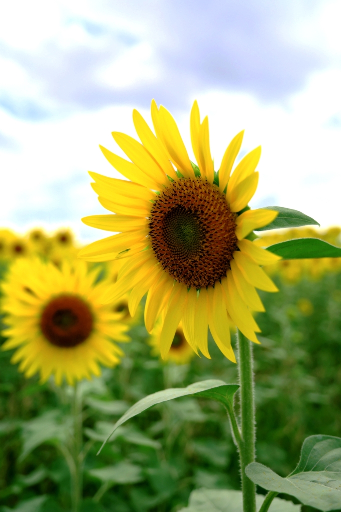 にいみ農園ヒマワリ畑＃７