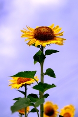 市内のヒマワリ畑ロケハン#8