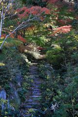 見頃を迎えた松平郷の紅葉#7