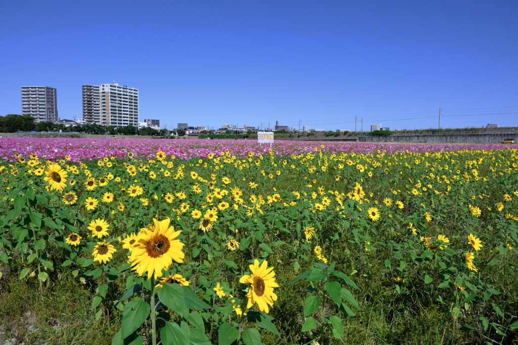 季節外れの向日葵とコスモスのコラボ＃９