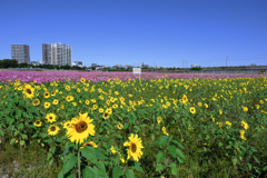 季節外れの向日葵とコスモスのコラボ＃９