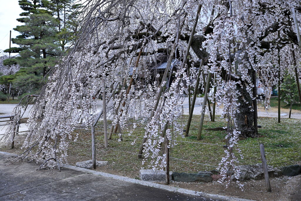 ちょうど見頃の枝垂れ桜＃１０