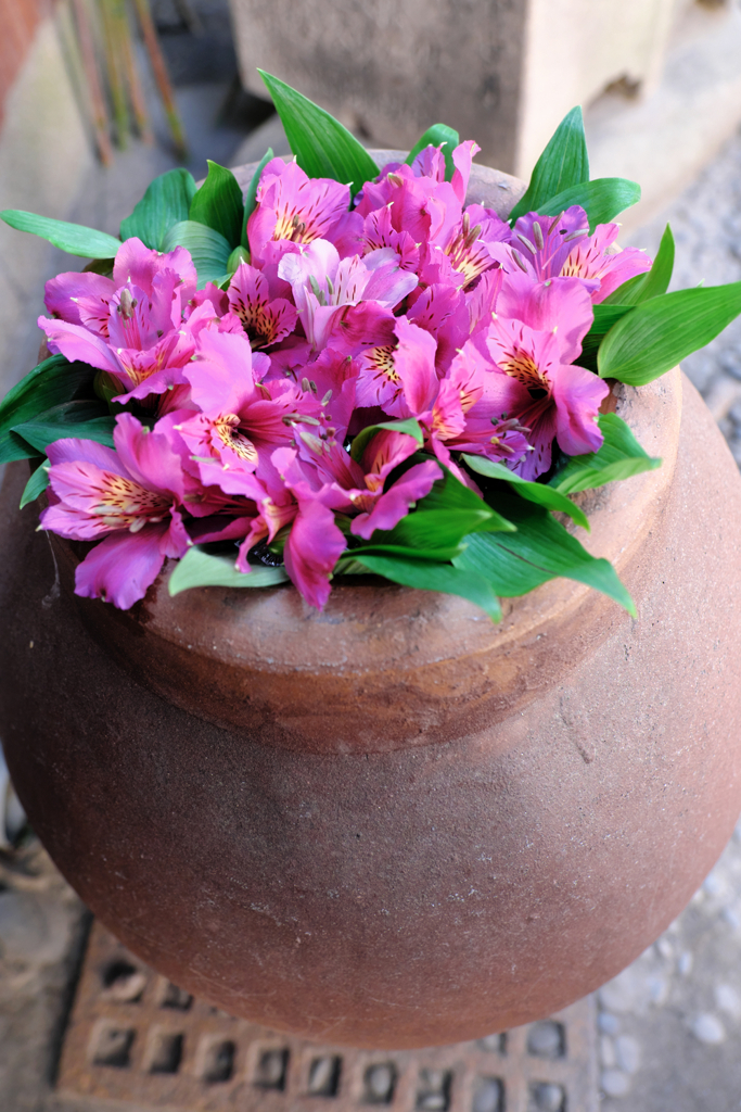 岡崎市・菅生神社の花手水＃６