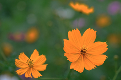 秋景色JERAパークの花たち＃２