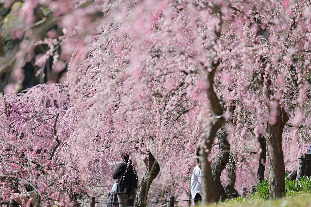 枝垂れ梅が満開＃６