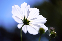 マクロでコスモス撮影＃６