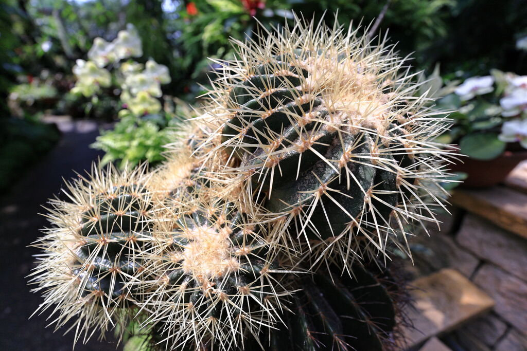 スイレンと温室内の花たち＃１０
