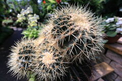 スイレンと温室内の花たち＃１０