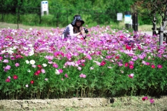 マクロでコスモス撮影＃１０