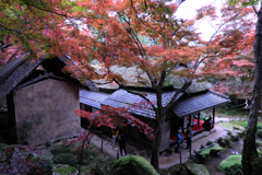 石の寺・教林坊の紅葉＃７