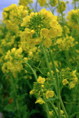 春を告げる花・菜の花＃６