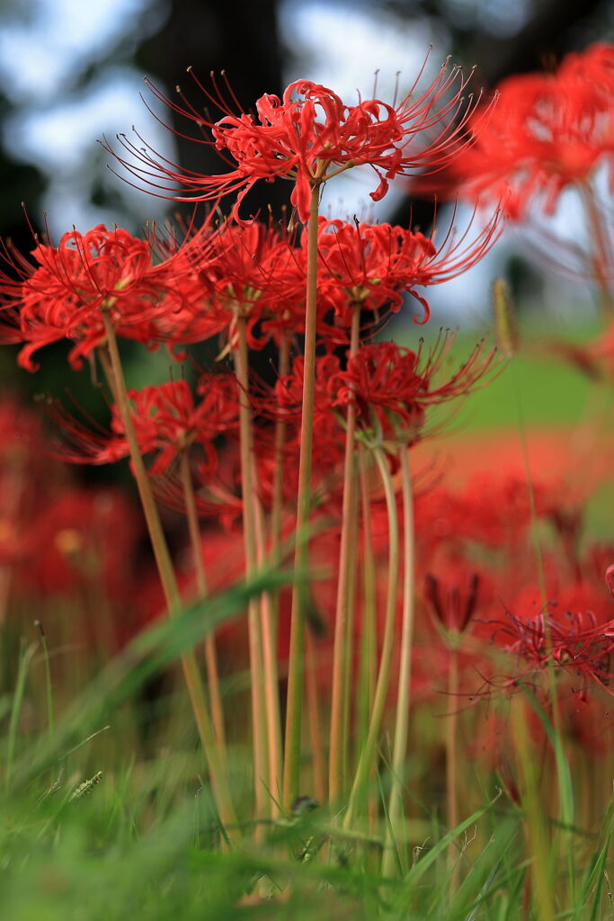 逢妻女川の彼岸花＃６