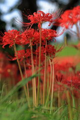 逢妻女川の彼岸花#6