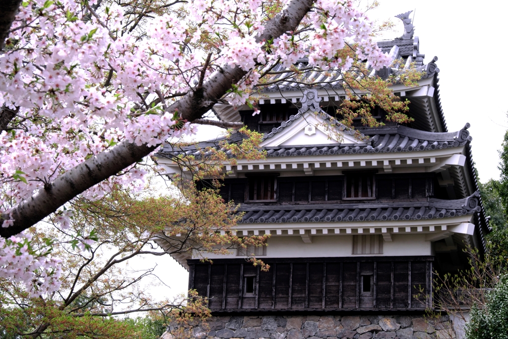 近場で効率良く2ヶ所でサクラ撮影＃３